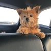 lily_miranowski